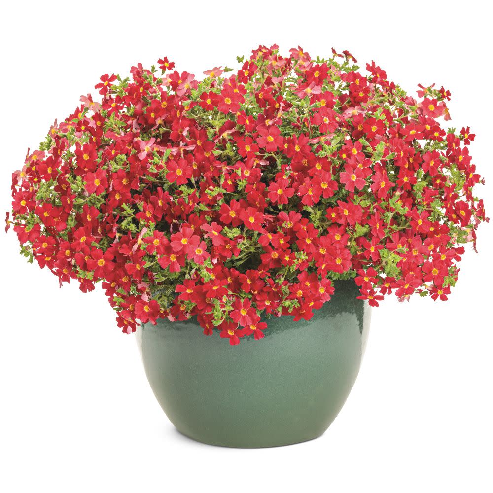 Safari® Lava Flow African Phlox (Jamesbrittenia hybrid) | Proven Winners® New Variety 2026
