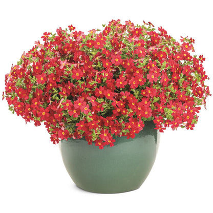 Safari® Lava Flow African Phlox (Jamesbrittenia hybrid) | Proven Winners® New Variety 2026