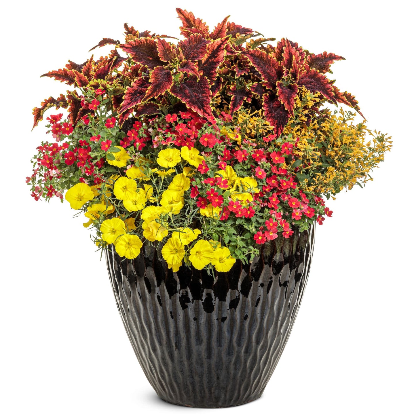 Safari® Lava Flow African Phlox (Jamesbrittenia hybrid) | Proven Winners® New Variety 2026