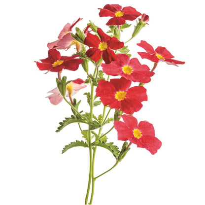 Safari® Lava Flow African Phlox (Jamesbrittenia hybrid) | Proven Winners® New Variety 2026