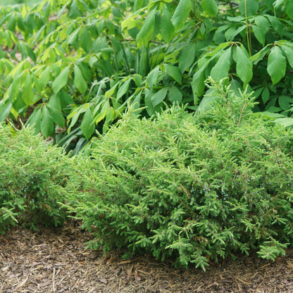 Tortuga Tortuga Juniper in use.