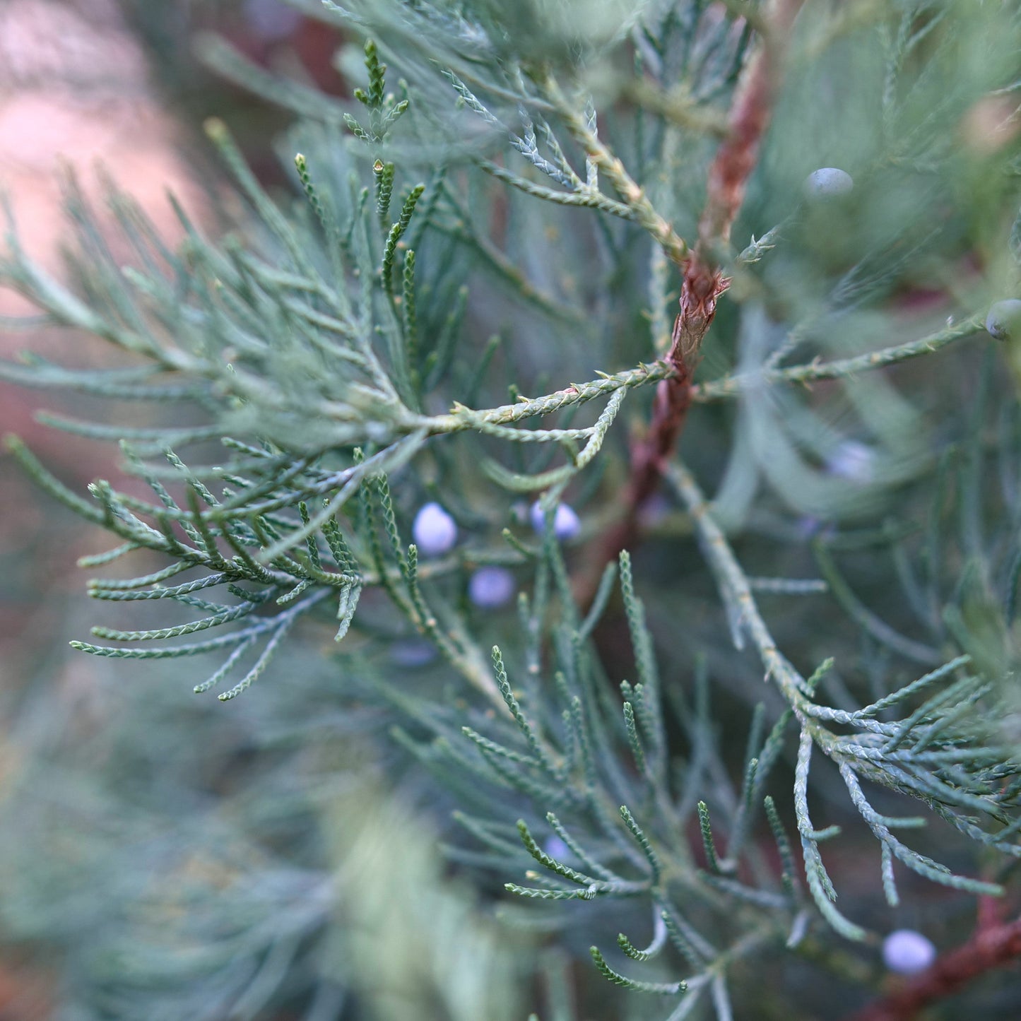 Aquavita Aquavita Juniper up close.