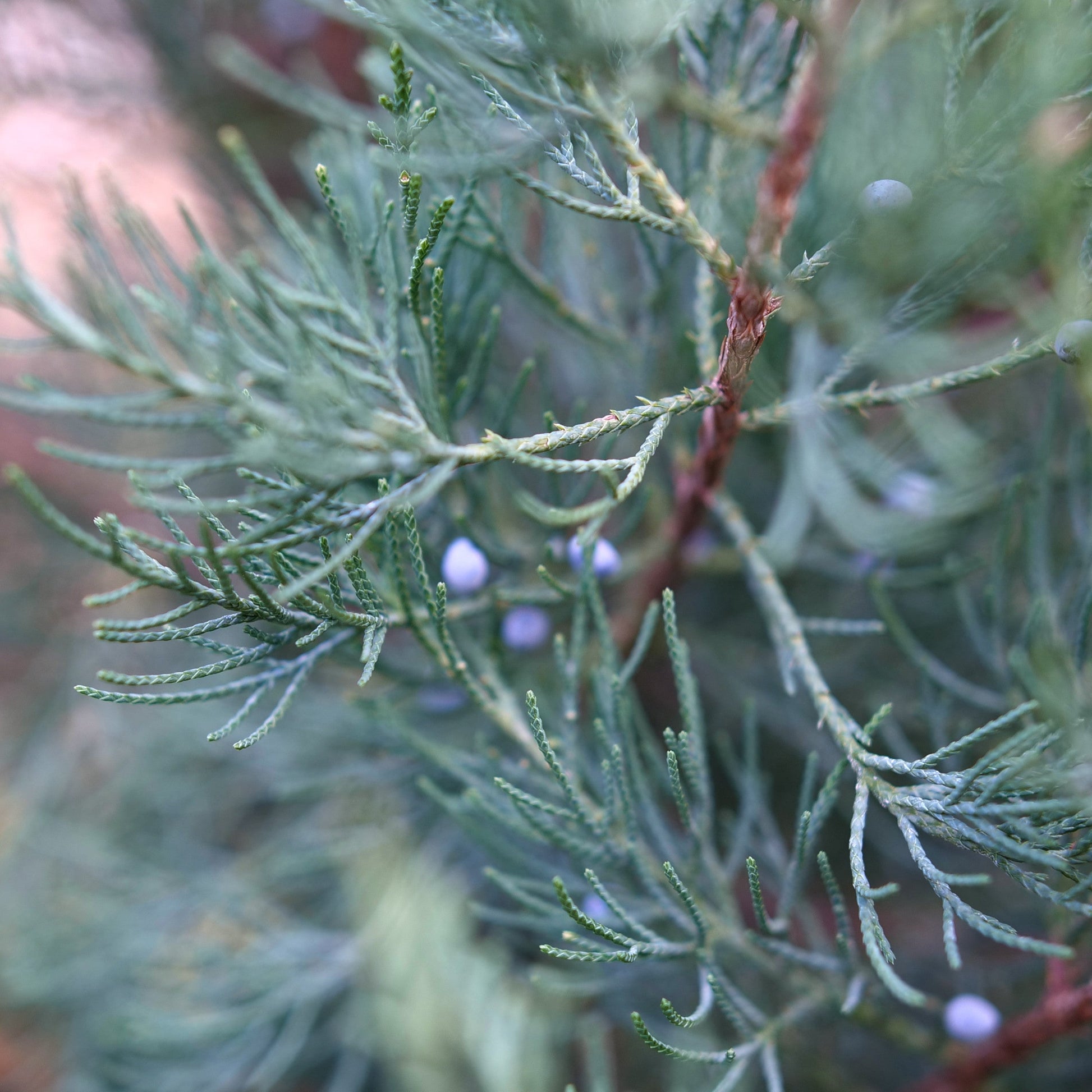 Aquavita Aquavita Juniper up close.