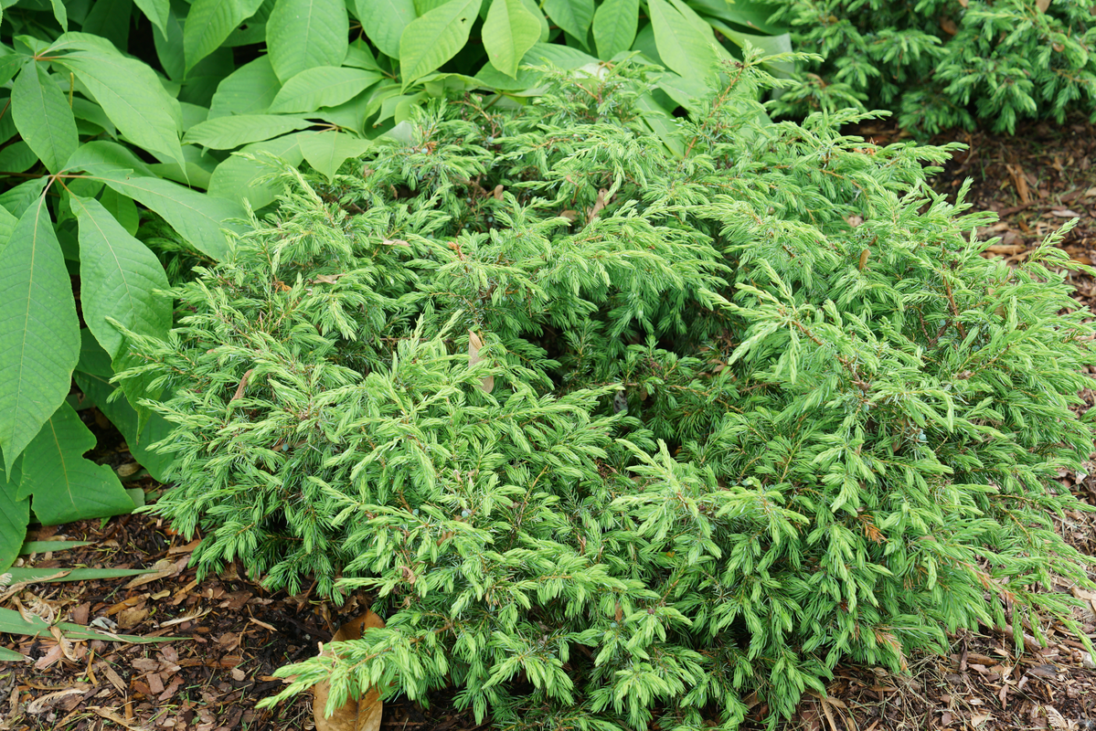 Tortuga™ Juniper (Juniperus)