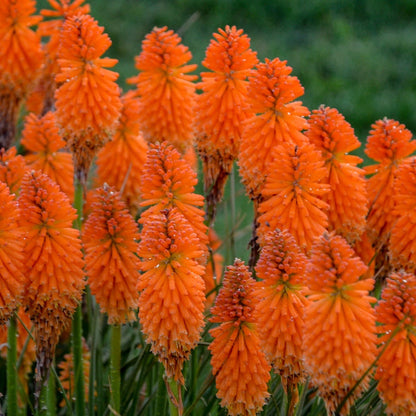 Pyromania 'Orange Blaze' Red Hot Poker up close.
