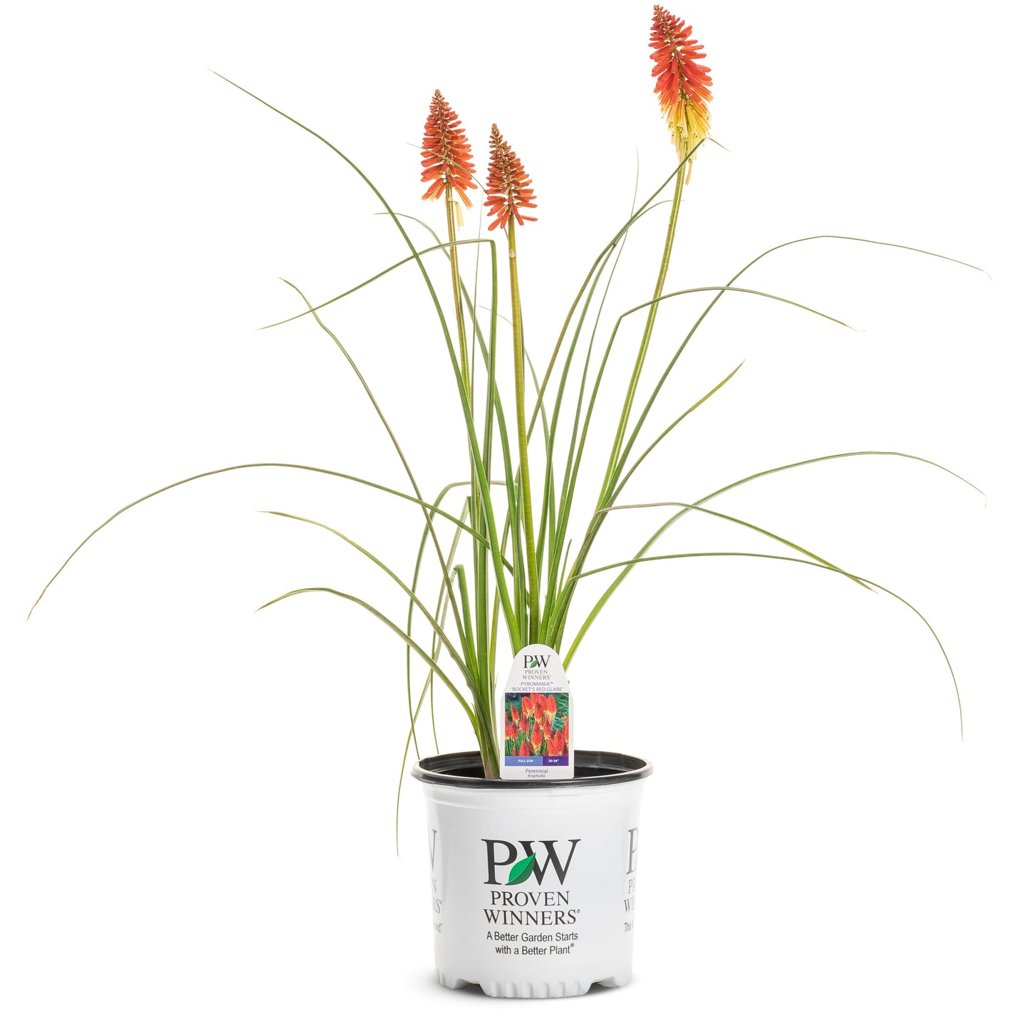 Pyromania 'Rocket's Red Glare' Red Hot Poker in container.