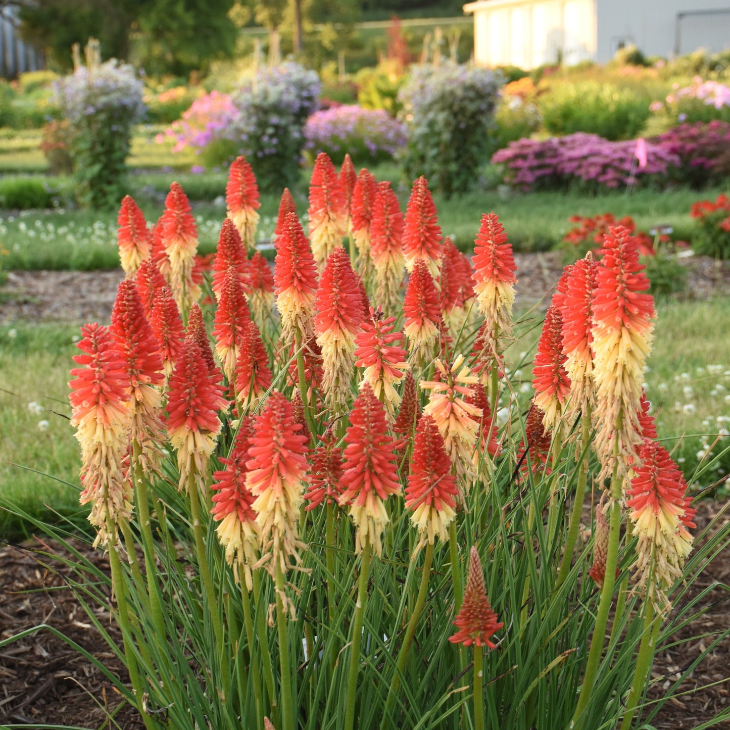 Pyromania® 'Rocket's Red Glare' Red Hot Poker (Kniphofia hybrid)