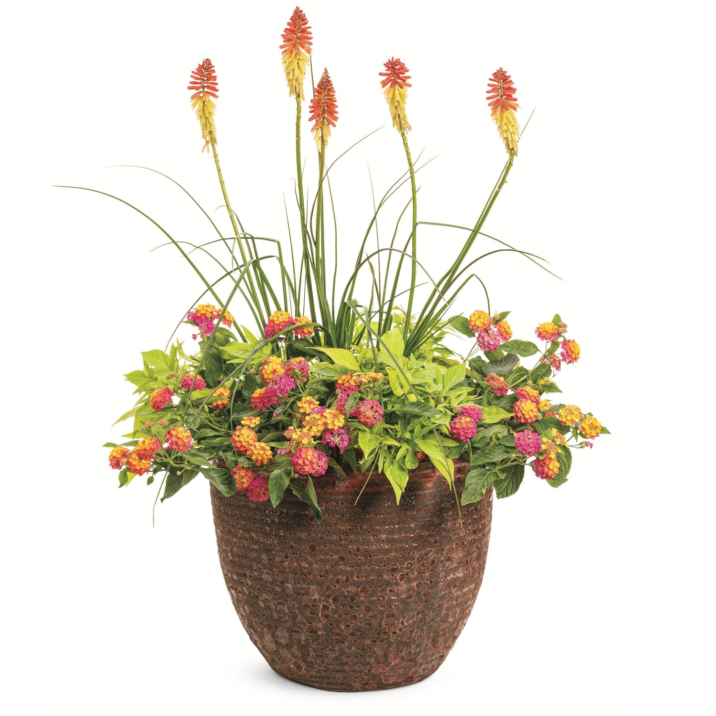 Pyromania® 'Rocket's Red Glare' Red Hot Poker (Kniphofia hybrid)