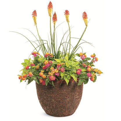 Pyromania® 'Rocket's Red Glare' Red Hot Poker (Kniphofia hybrid)