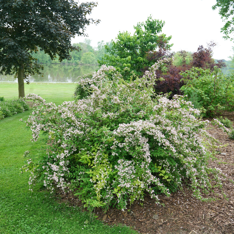 Jolene Jolene® Beautybush (Kolkwitzia)