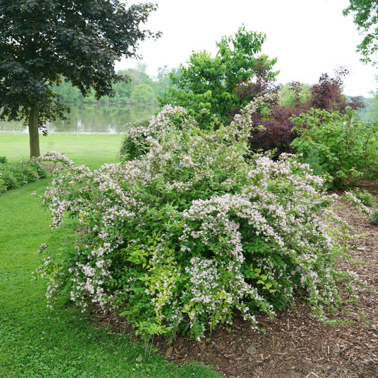 Jolene Jolene® Beautybush (Kolkwitzia)