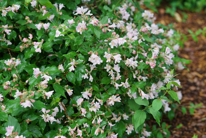 Jolene Jolene® Beautybush (Kolkwitzia)