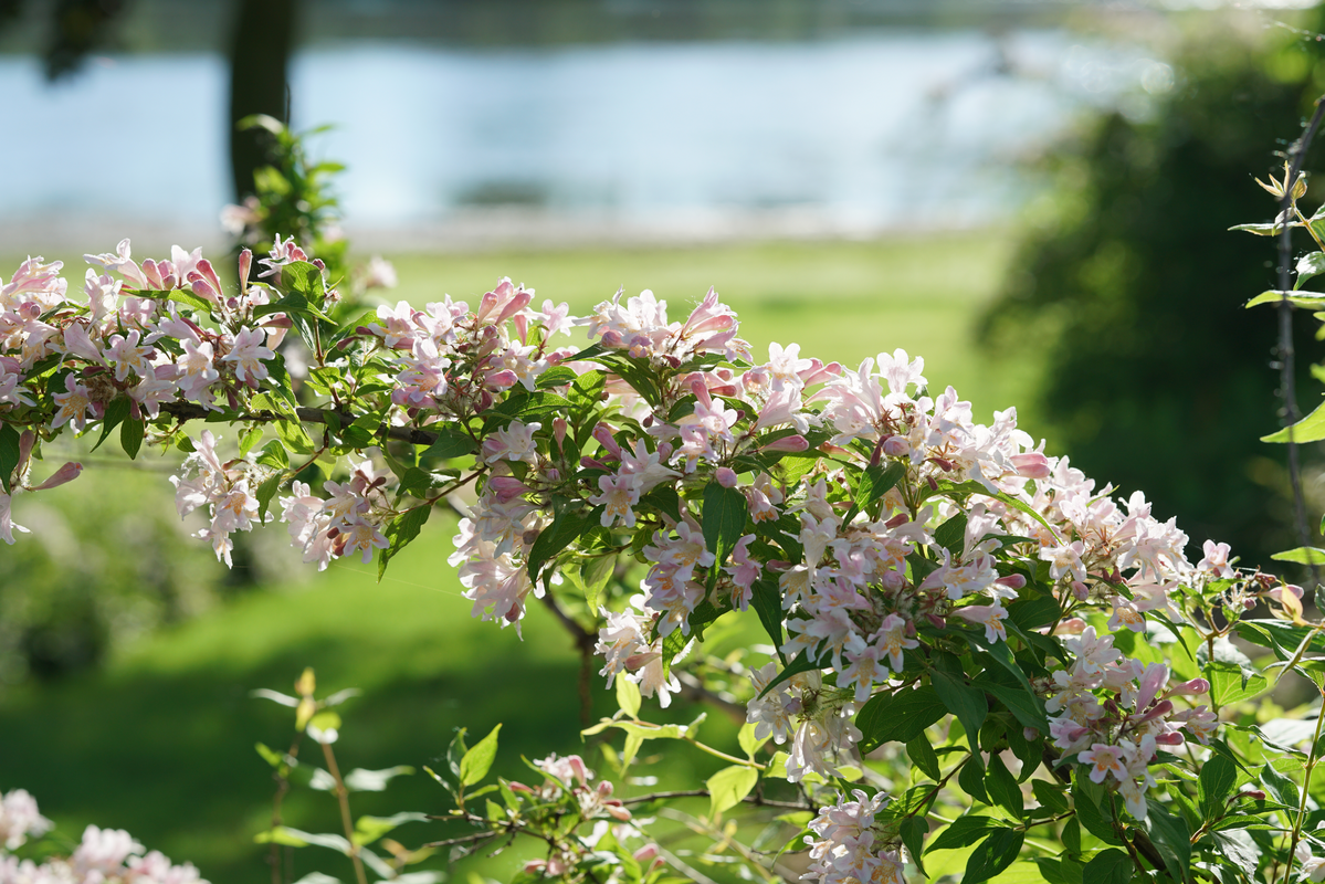 Jolene Jolene® Beautybush (Kolkwitzia)