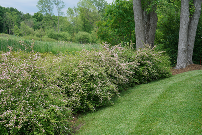 Jolene Jolene® Beautybush (Kolkwitzia)