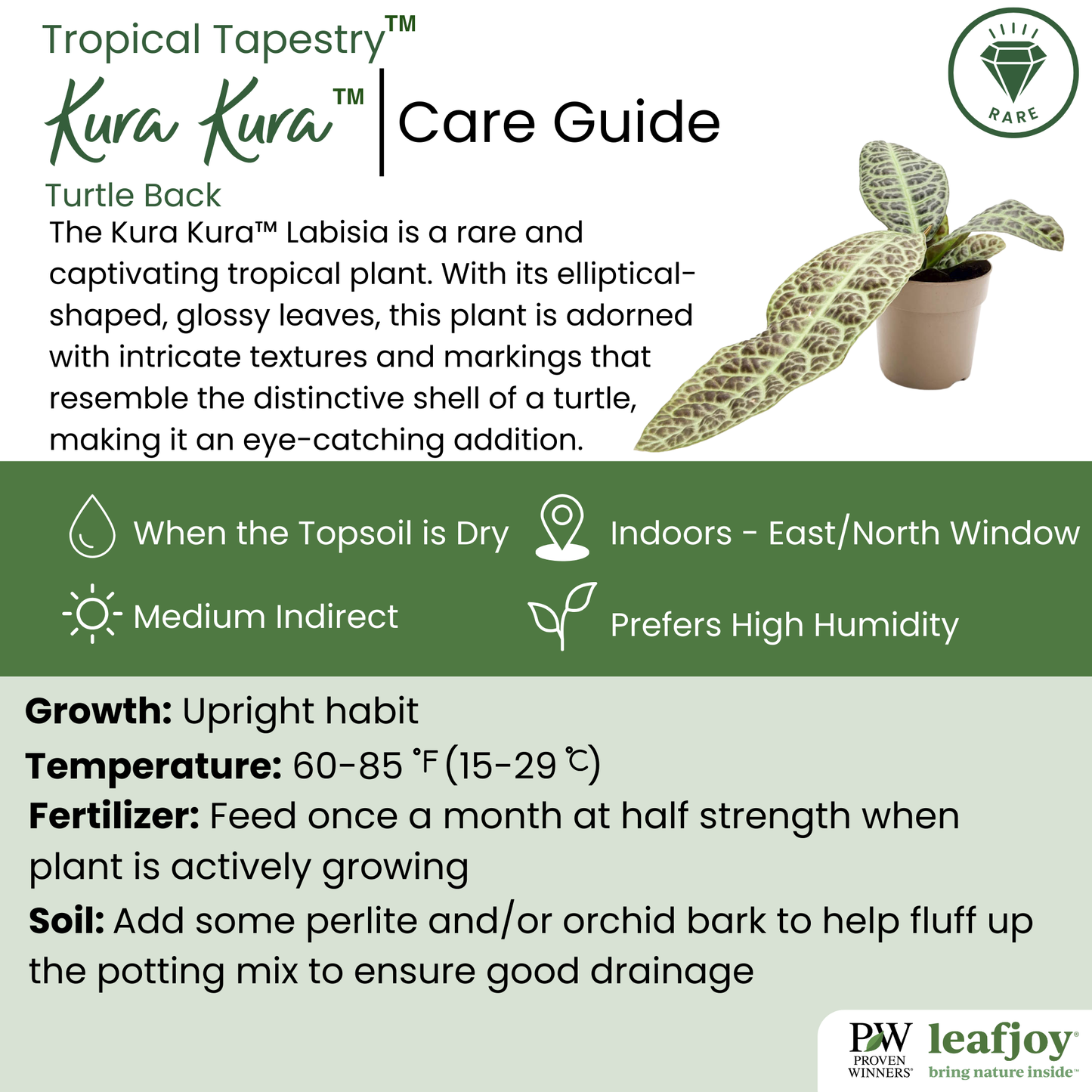 leafjoy® Tropical Tapestry™ Kura Kura™ Turtle Back (Labisia)