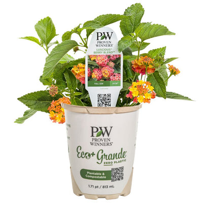 Luscious® Berry Blend™ Lantana (camara)