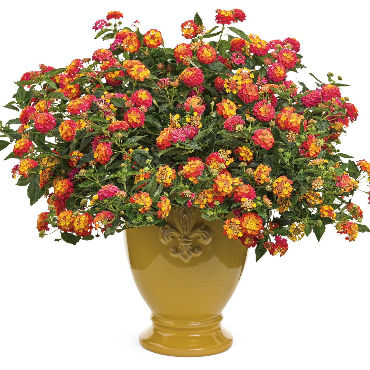 Limited Edition Royale™ | Luscious® Berry Blend™ Lantana (camara)