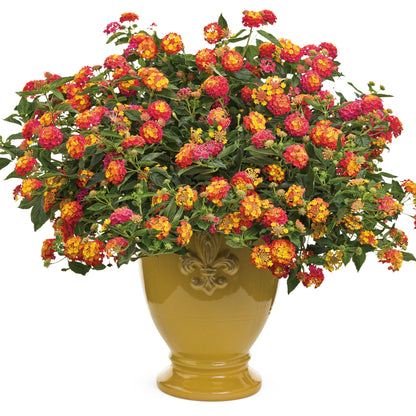 Limited Edition Royale™ | Luscious® Berry Blend™ Lantana (camara)