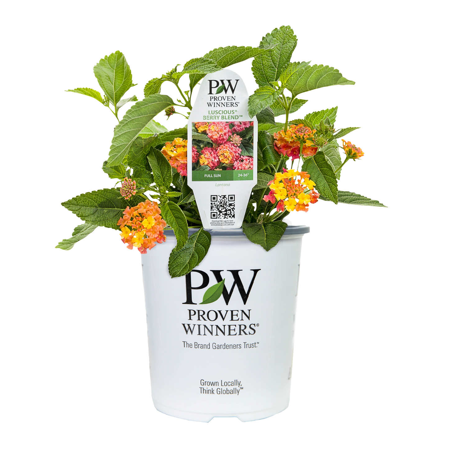 Limited Edition Royale™ | Luscious® Berry Blend™ Lantana (camara)