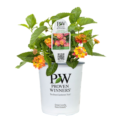 Limited Edition Royale™ | Luscious® Berry Blend™ Lantana (camara)