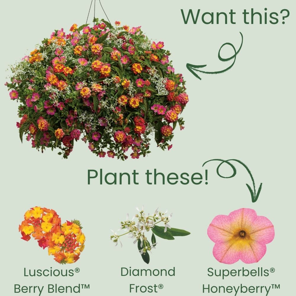 Limited Edition Royale™ | Luscious® Berry Blend™ Lantana (camara)