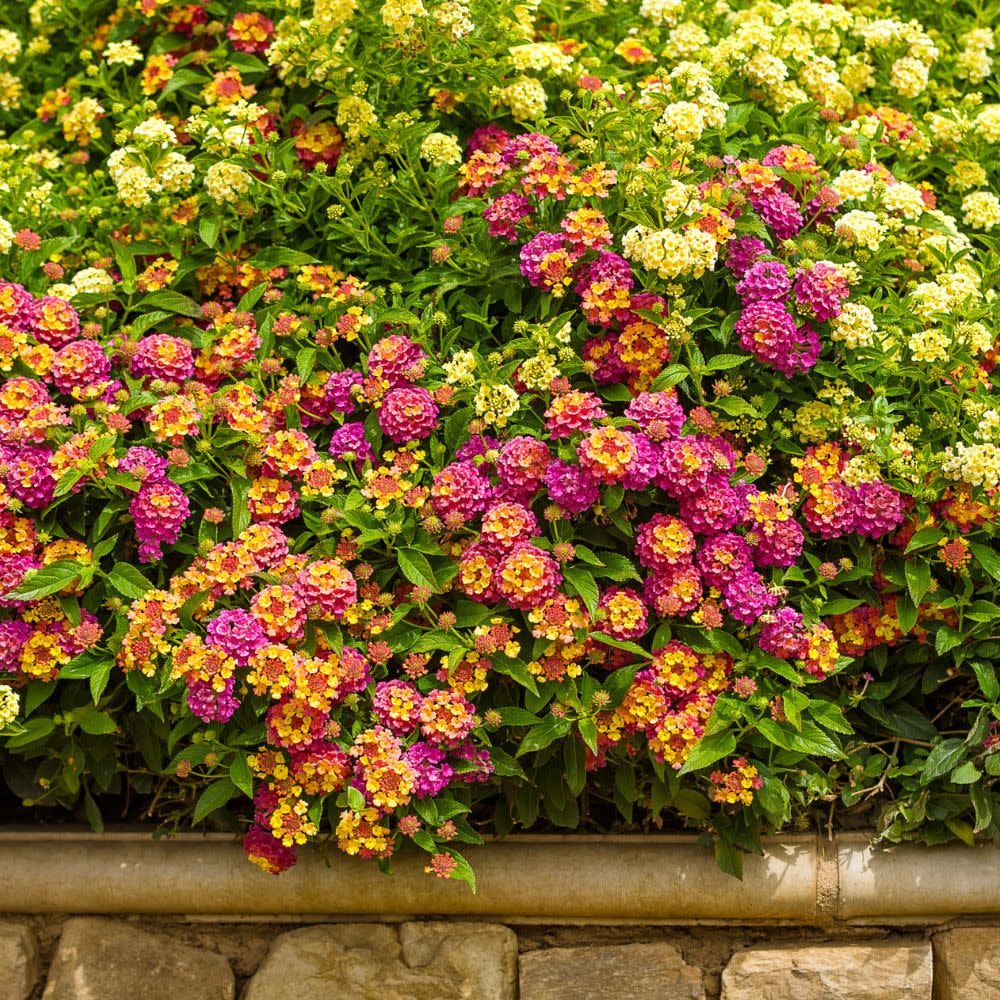 Limited Edition Royale™ | Luscious® Berry Blend™ Lantana (camara)