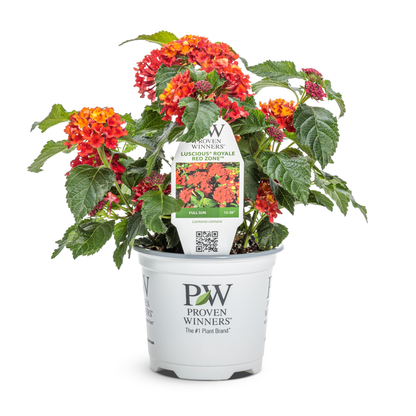 Limited Edition Royale™ | Luscious® Royale Red Zone™ Lantana (camara)