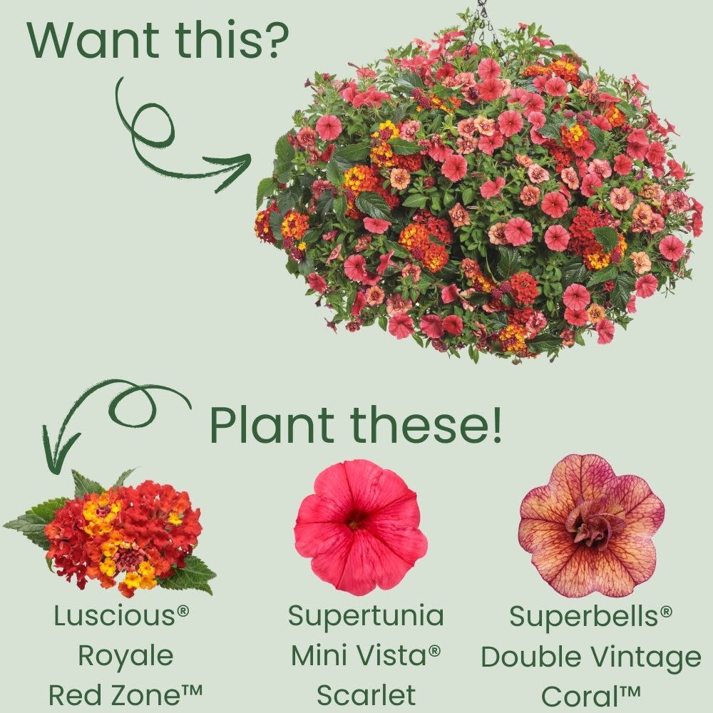 Luscious® Royale Red Zone™ Lantana (camara)