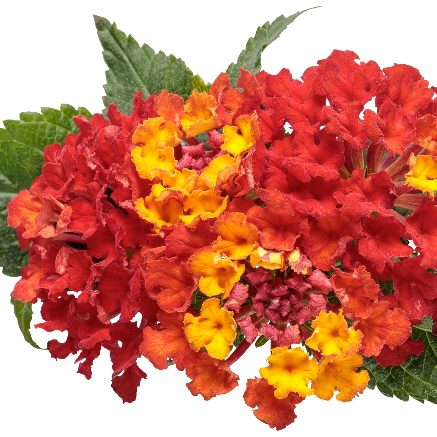 Limited Edition Royale™ | Luscious® Royale Red Zone™ Lantana (camara)