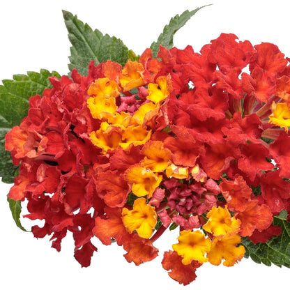 Limited Edition Royale™ | Luscious® Royale Red Zone™ Lantana (camara)