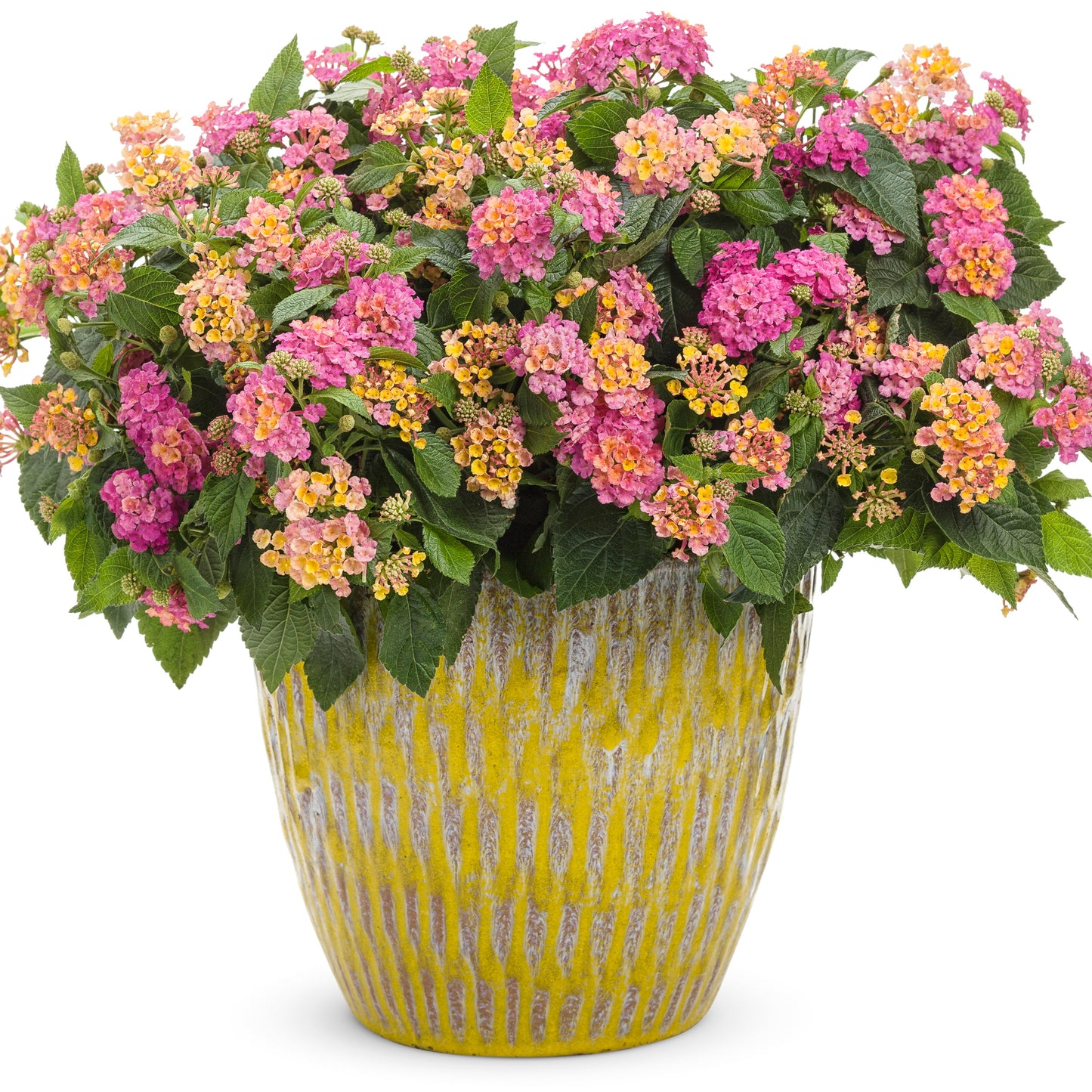 Luscious® Royale Cosmo Lantana (camara)