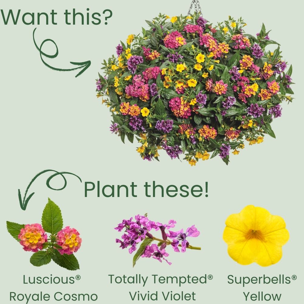 Luscious® Royale Cosmo Lantana (camara)