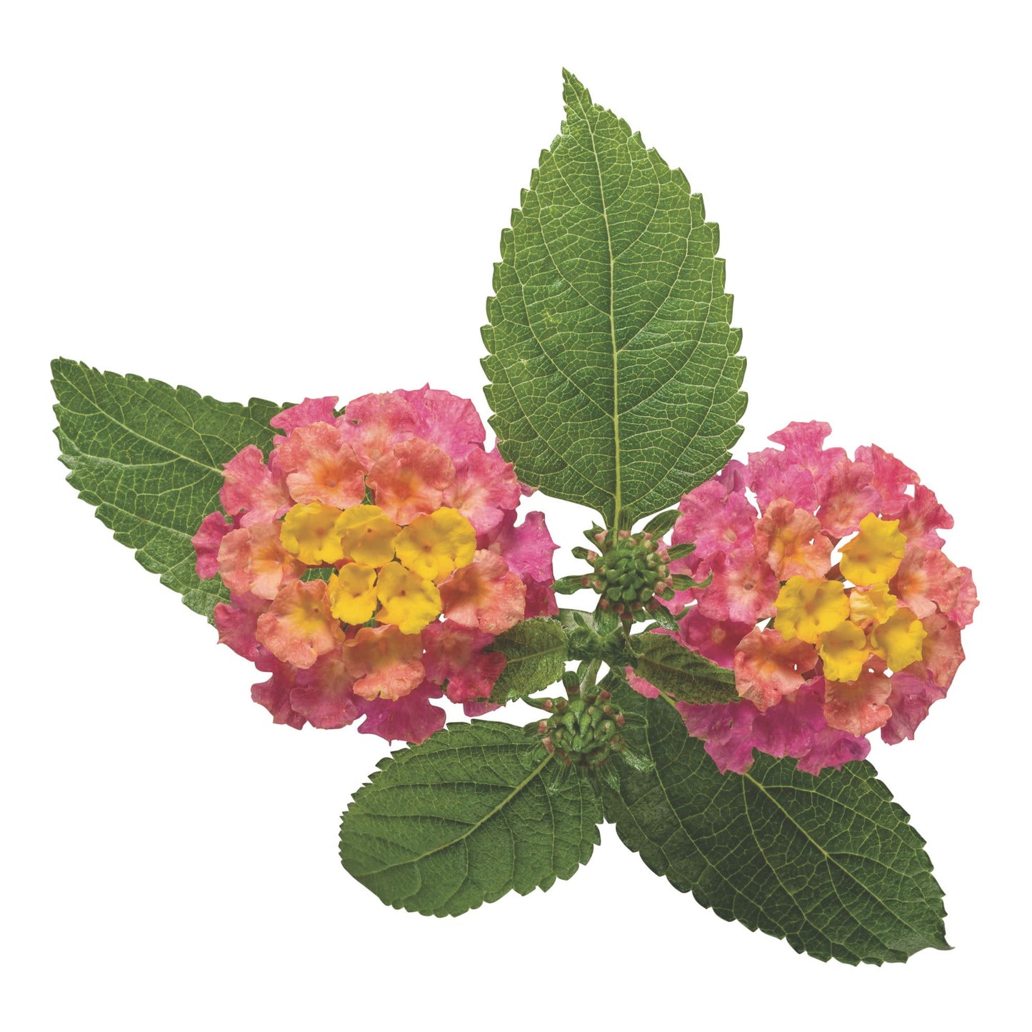Luscious® Royale Cosmo Lantana (camara)