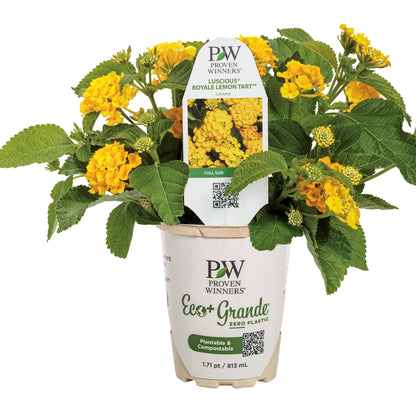 Luscious® Royale Lemon Tart™ Lantana (camara)