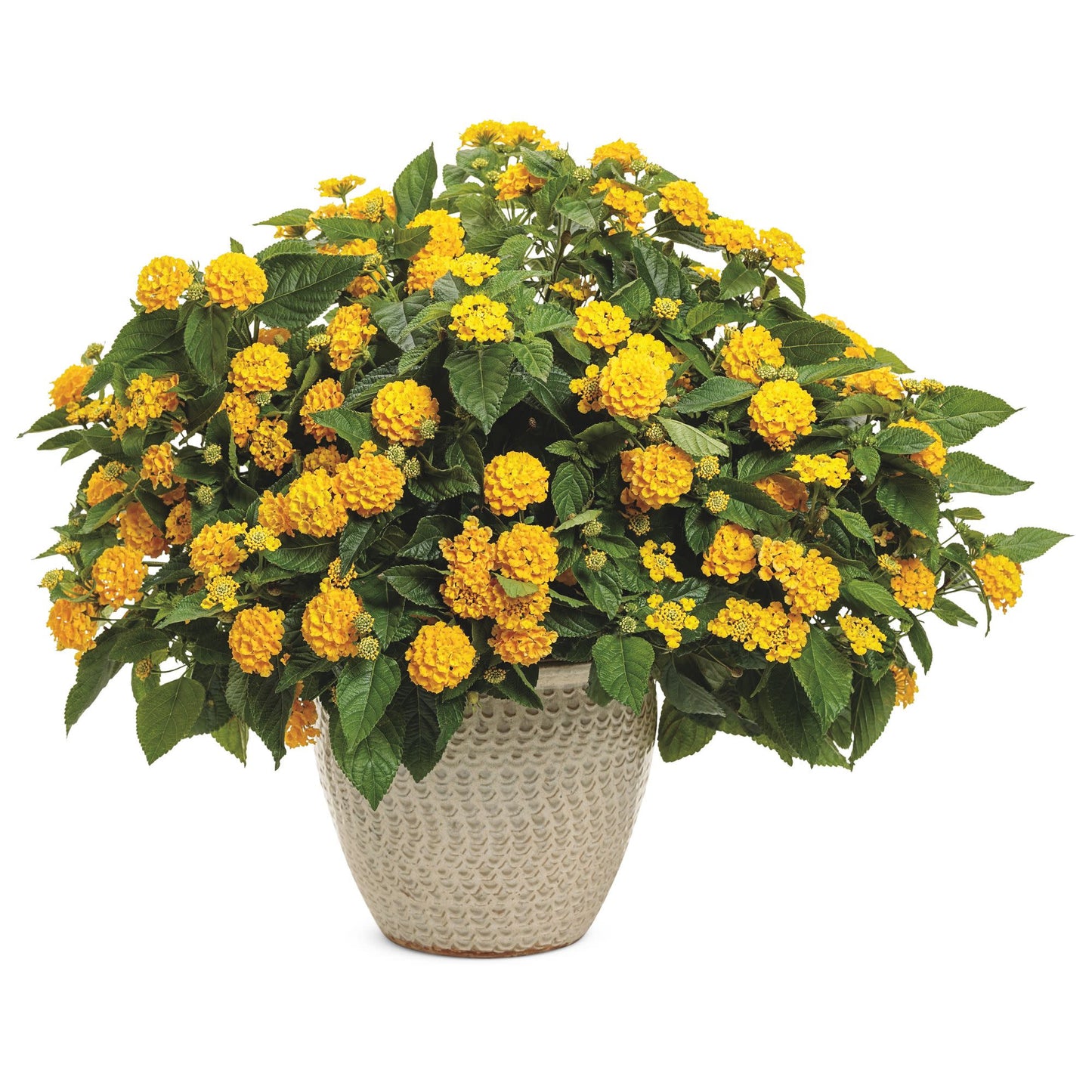 Luscious® Royale Lemon Tart™ Lantana (camara)