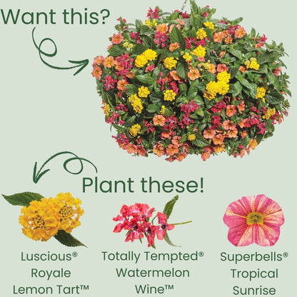 Luscious® Royale Lemon Tart™ Lantana (camara)