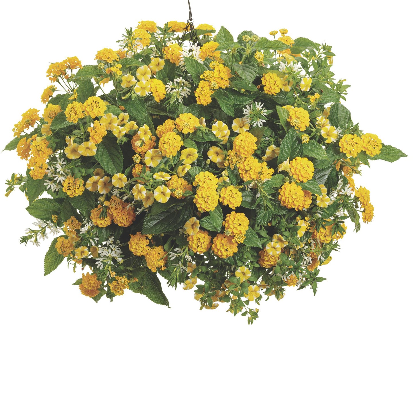 Luscious® Royale Lemon Tart™ Lantana (camara)