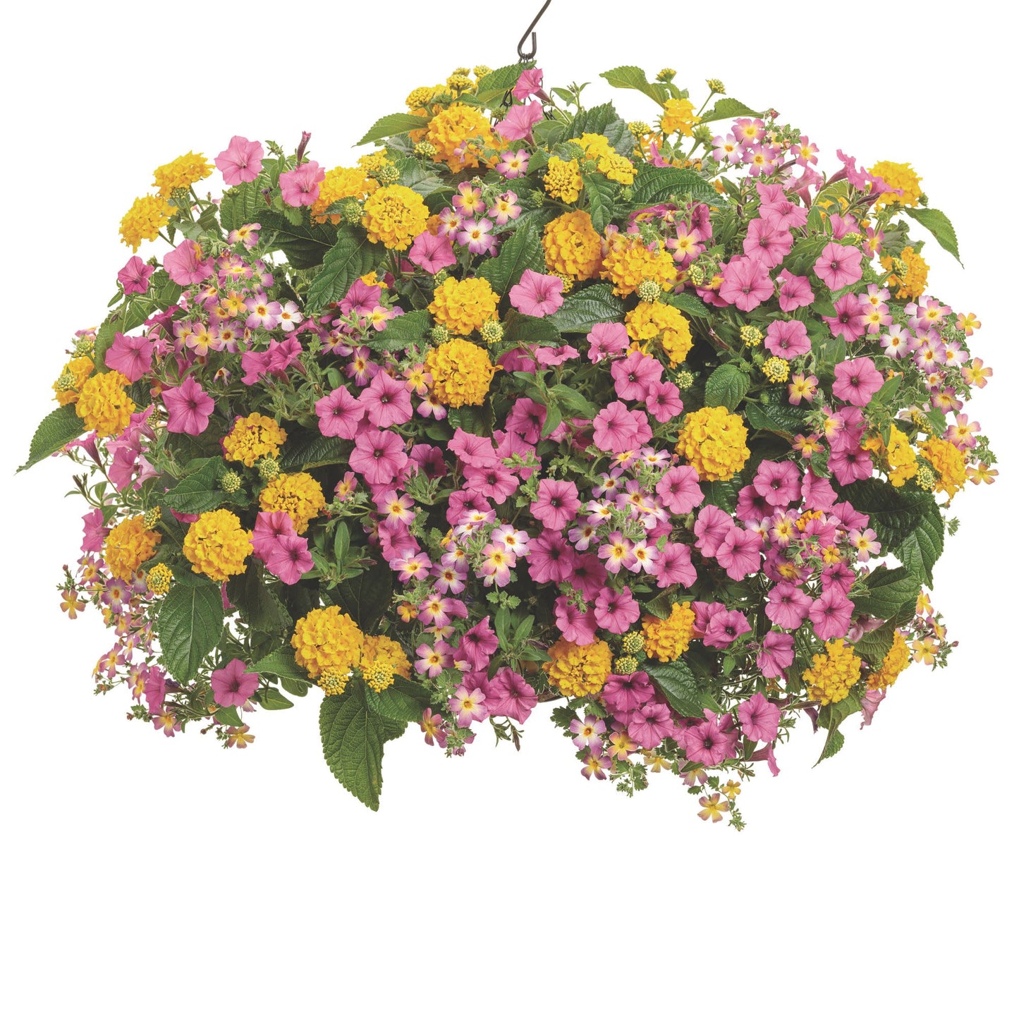 Luscious® Royale Lemon Tart™ Lantana (camara)