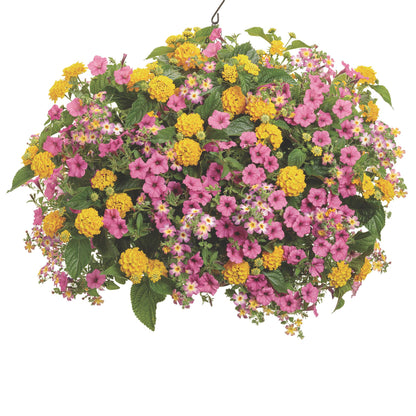 Luscious® Royale Lemon Tart™ Lantana (camara)
