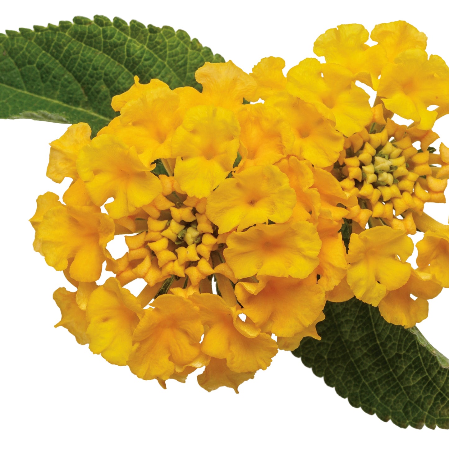 Luscious® Royale Lemon Tart™ Lantana (camara)