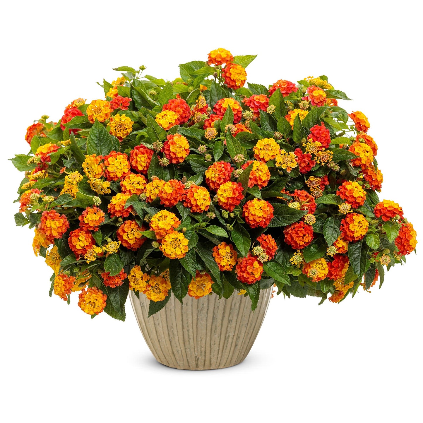 Luscious® Basket Tangeglow™ Lantana (camara)