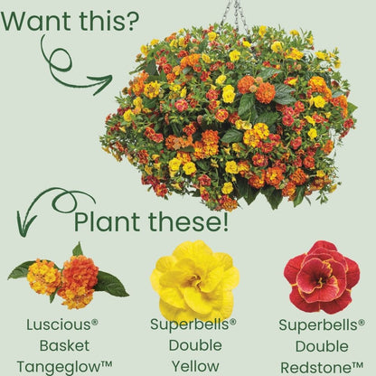 Luscious® Basket Tangeglow™ Lantana (camara)