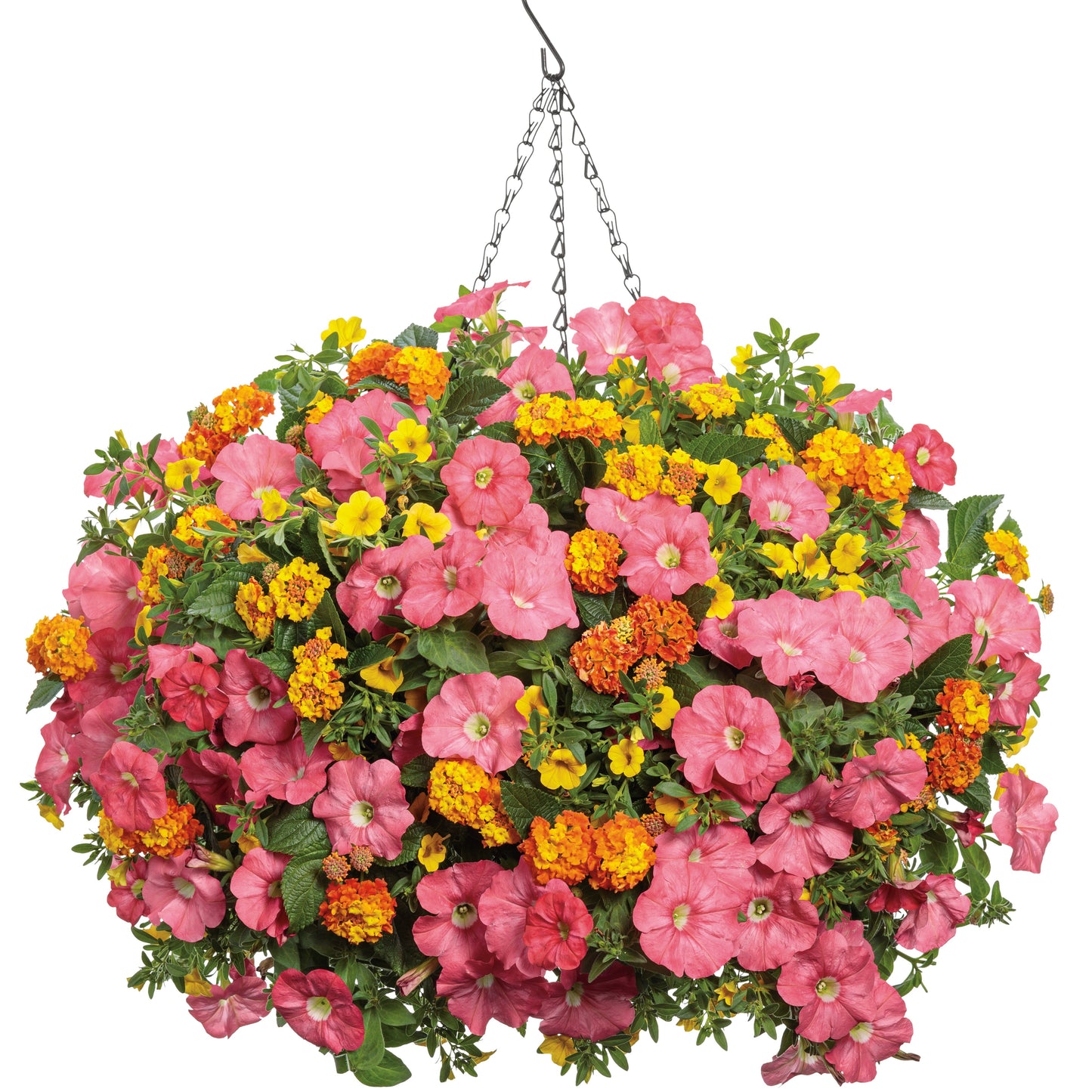Luscious® Basket Tangeglow™ Lantana (camara)