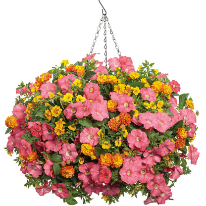 Luscious® Basket Tangeglow™ Lantana (camara)