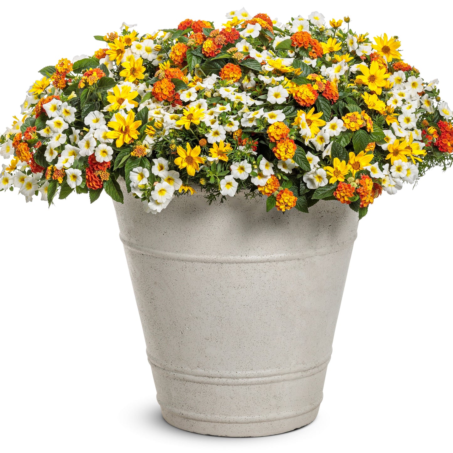 Luscious® Basket Tangeglow™ Lantana (camara)
