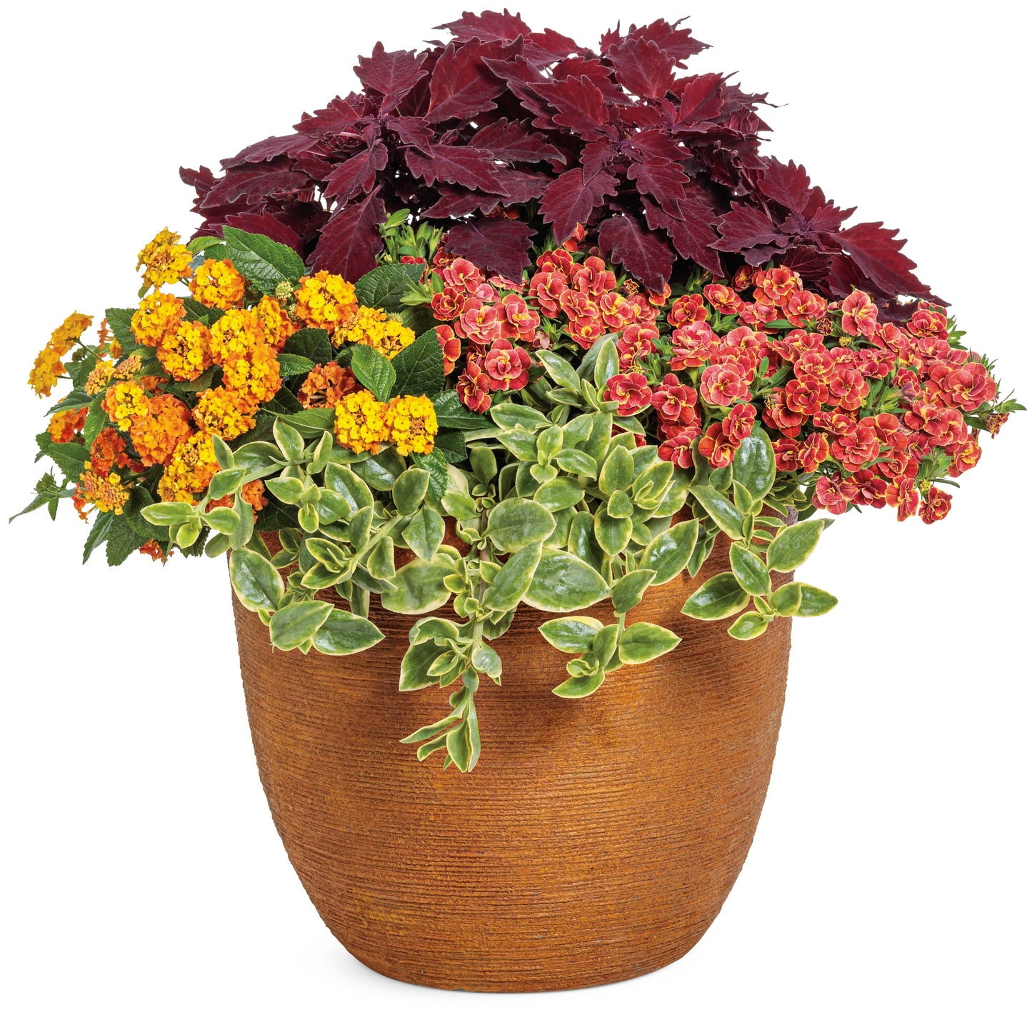 Luscious® Basket Tangeglow™ Lantana (camara)