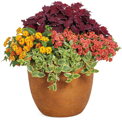 Luscious® Basket Tangeglow™ Lantana (camara)