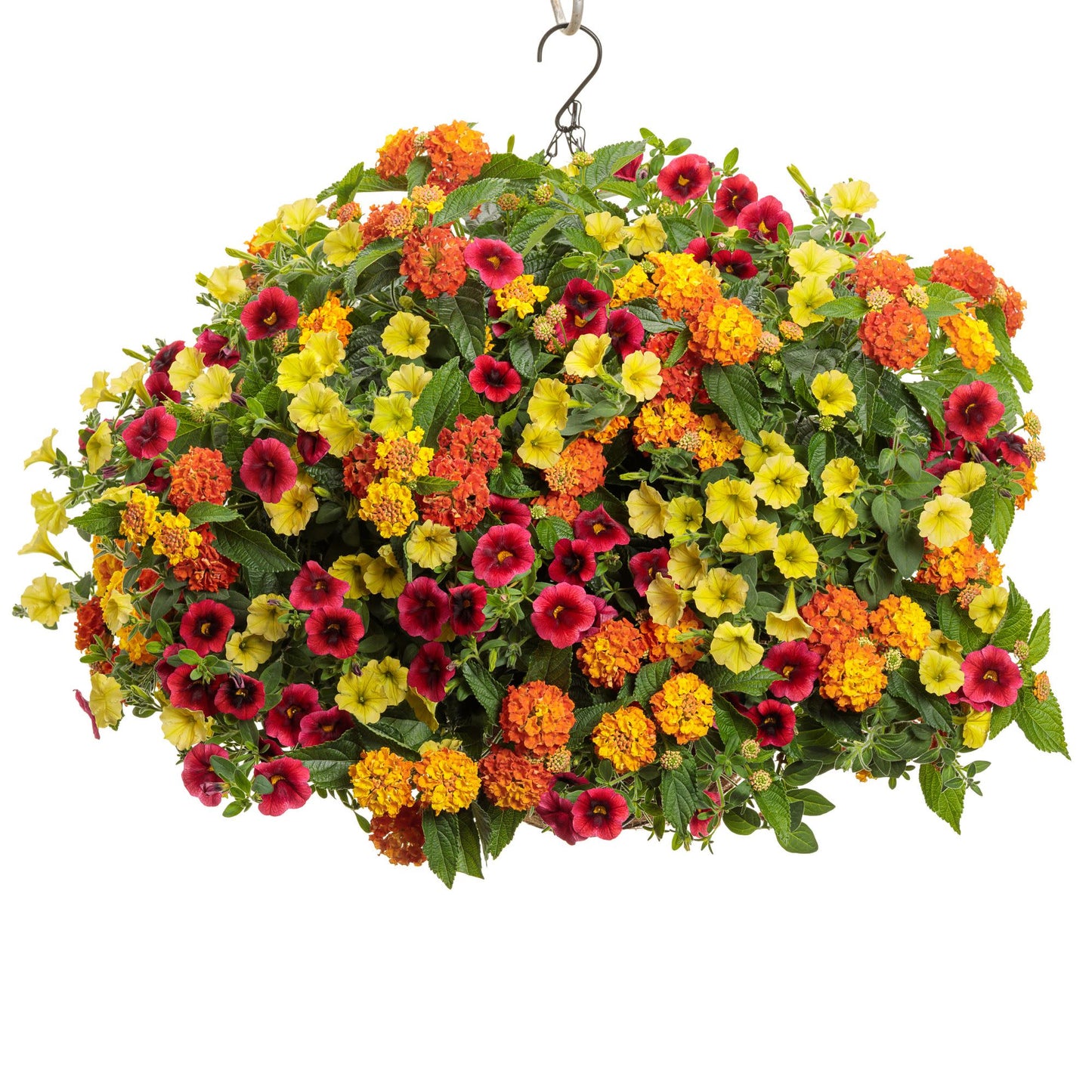 Luscious® Basket Tangeglow™ Lantana (camara)