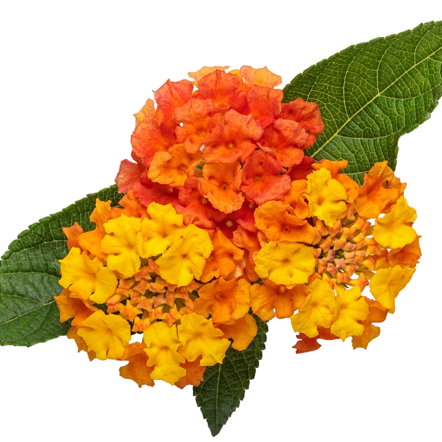 Luscious® Basket Tangeglow™ Lantana (camara)