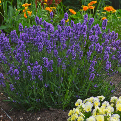 Sweet Romance Lavender in use.